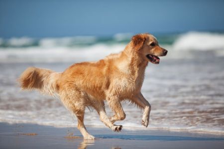 Urlaub mit Hund an der Nordsee