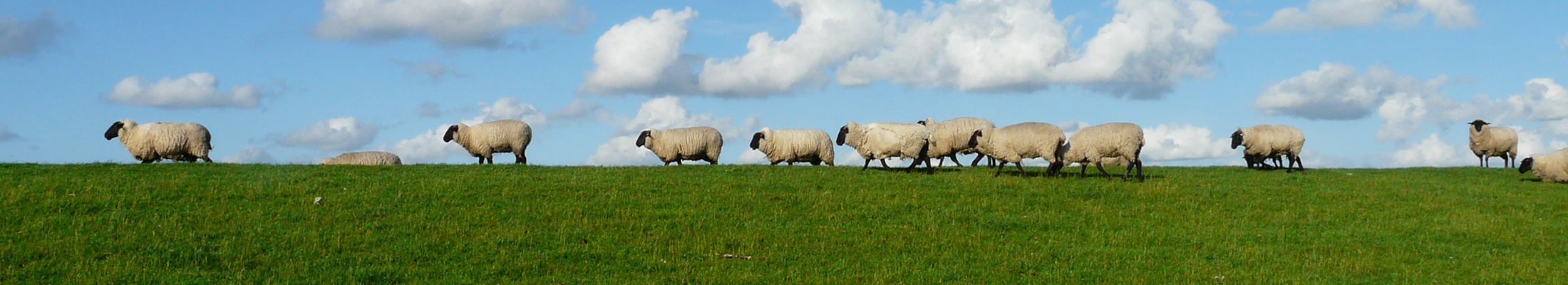 Schafe auf dem Deich - Cuxhaven